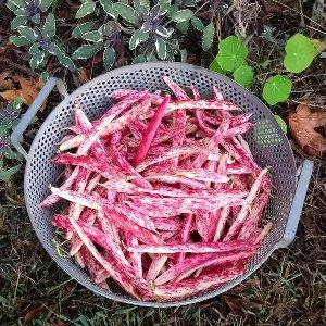 Top 26 des meilleures variétés de haricots avec photos et descriptions: quelles sont les variétés et comment choisir la bonne