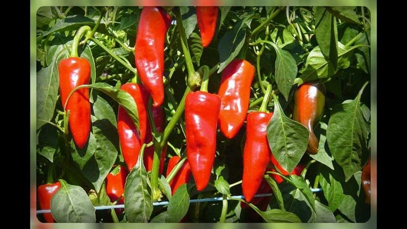 Règles de rotation des cultures à ne pas ignorer: que planter après le poivron l'année prochaine