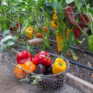 Règles de rotation des cultures à ne pas ignorer: que planter après le poivron l'année prochaine