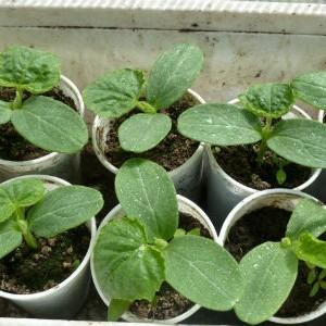 Des spas juteux et sucrés au miel de tomates au goût riche et aux couleurs vives - une décoration ensoleillée de votre jardin