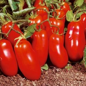 Un cadeau pour les jardiniers débutants - la navette de tomates est sans prétention dans les soins et riche en récolte