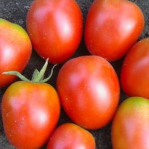 Rhapsodie de tomate hybride - nous cultivons nous-mêmes sur notre site sans tracas