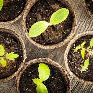 Rhapsodie de tomate hybride - nous cultivons nous-mêmes sur notre site sans tracas