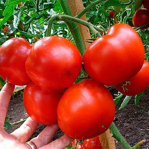 Rhapsodie de tomate hybride - nous cultivons nous-mêmes sur notre site sans tracas