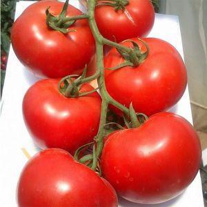 Rhapsodie de tomate hybride - nous cultivons nous-mêmes sur notre site sans tracas
