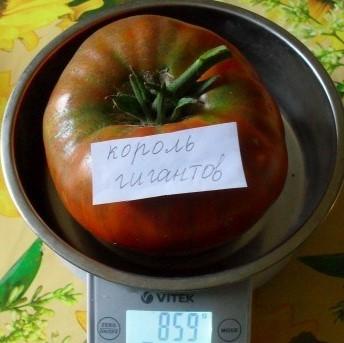 Délicieuse tomate pour les amateurs de gros fruits: Tomate King of Giants - comment la cultiver soi-même et où l'appliquer