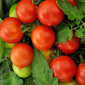 Pourquoi aiment-ils les tomates pêches?