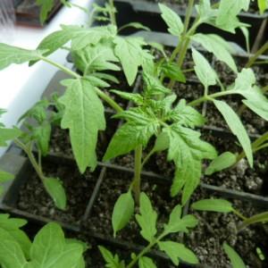 Une récolte riche même dans les régions froides: la tomate Snow Tale