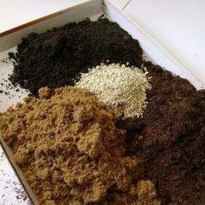 Une variété universelle de tomates pour les salades, le marinage et le séchage - Metelitsa tomato