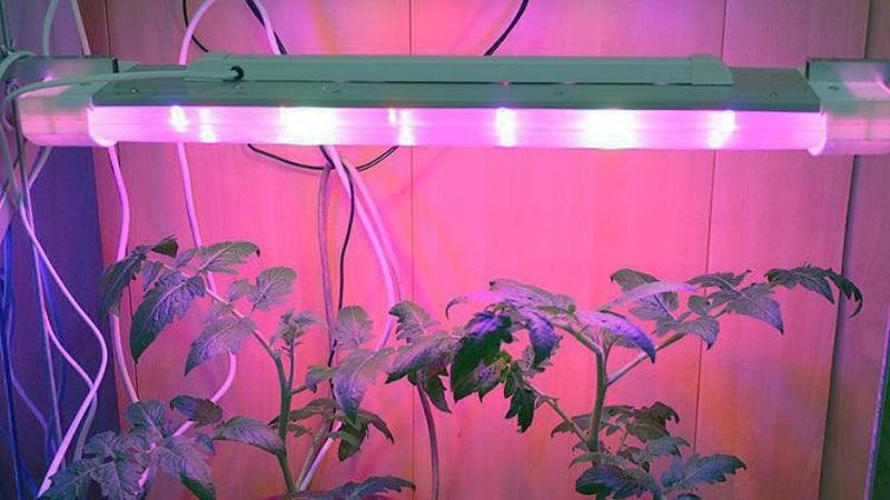 Une variété universelle de tomates pour les salades, le marinage et le séchage - Metelitsa tomato