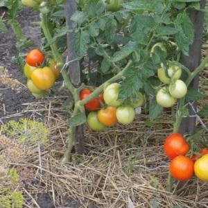Une variété universelle de tomates pour les salades, le marinage et le séchage - Metelitsa tomato