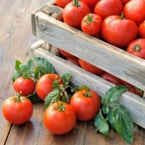 Une variété universelle de tomates pour les salades, le marinage et le séchage - Metelitsa tomato
