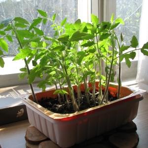 Un cadeau aux agriculteurs des éleveurs russes: Tomato Grandee est une variété à maturation précoce avec une récolte abondante