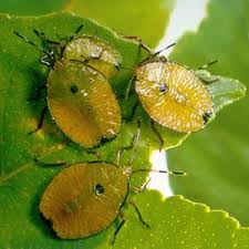 Un cadeau aux agriculteurs des éleveurs russes: la grande tomate est une variété à maturation précoce avec une récolte abondante