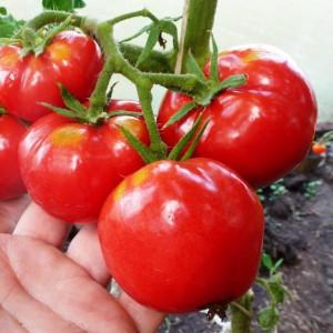 Tomate hybride pour la mise en conserve et les salades: tomate Anastasia