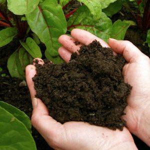 Tomate hybride pour la mise en conserve et les salades: tomate Anastasia