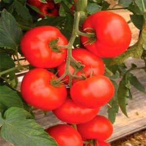 Tomate hybride pour la mise en conserve et les salades: tomate Anastasia