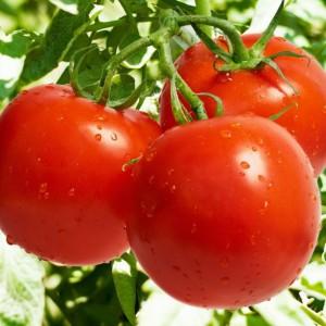 Tomate hybride pour la mise en conserve et les salades: tomate Anastasia