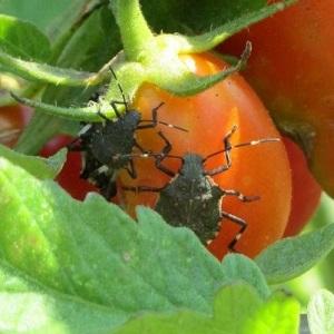Quel est le danger d'une tortue insecte sur les tomates: mesures de contrôle pour une élimination efficace et rapide du ravageur