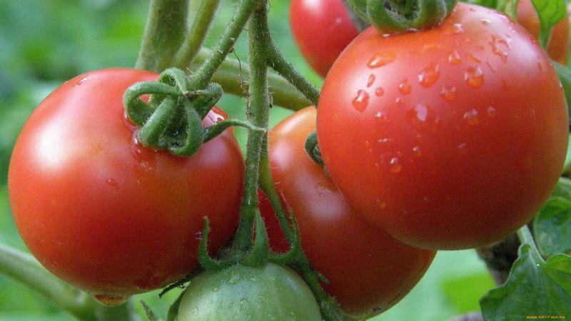 Comment la pulvérisation d'acide borique est-elle utile pour les tomates?