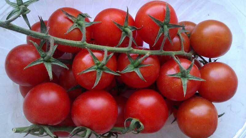 Quels sont les bienfaits des tomates cerises pour le corps?