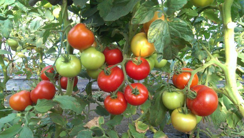 Quelles sont les tomates déterminantes: nous comprenons le concept et nous nous familiarisons avec les meilleures variétés représentatives