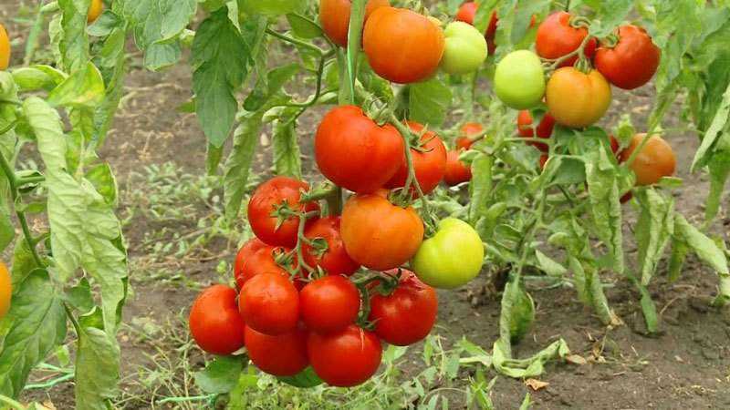 Quelles sont les variétés de tomates indéterminées et déterminantes: différences entre elles, avantages et inconvénients