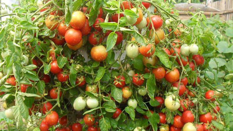 Quelles sont les variétés de tomates indéterminées et déterminantes: différences entre elles, avantages et inconvénients