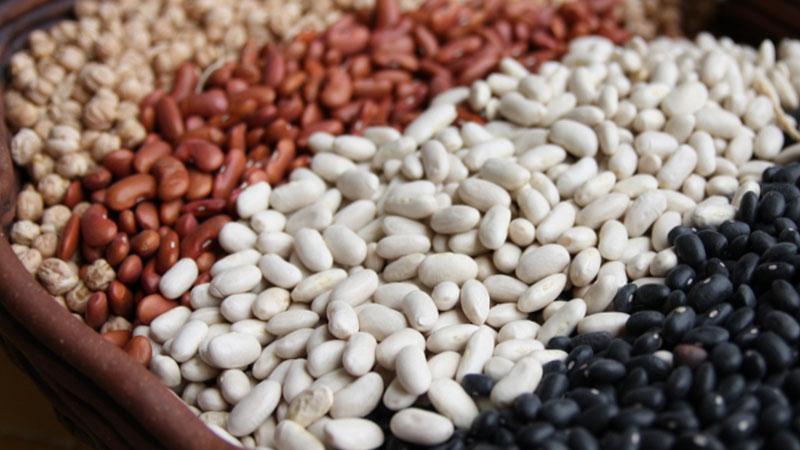 Comment et quand planter des haricots rouges pour une meilleure récolte