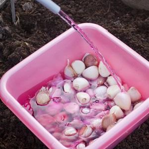 Comment préparer les lits d'ail pour l'hiver: instructions étape par étape pour les agriculteurs novices et conseils de collègues expérimentés