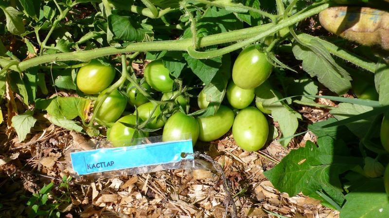 Comment pailler correctement les tomates dans une serre avec de l'herbe coupée et d'autres matériaux