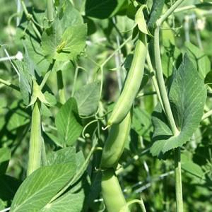 Comment faire pousser correctement les pois de semence