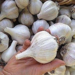 Si vous voulez savoir comment faire pousser de l'ail dans votre jardin, suivez les conseils utiles des résidents d'été expérimentés