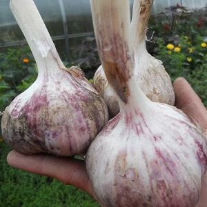 Si vous voulez savoir comment faire pousser de l'ail dans votre jardin, suivez les conseils utiles des résidents d'été expérimentés