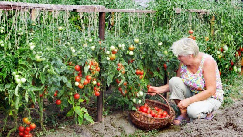 Le favori des résidents d'été nationaux, le plus sans prétention en matière de soins et en même temps la tomate à haut rendement Yablonka de Russie