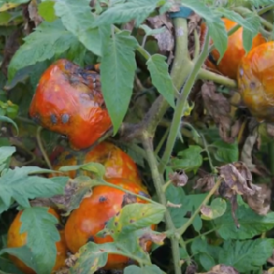 Quel est le danger d'une tortue insecte sur les tomates: mesures de contrôle pour une élimination efficace et rapide du ravageur