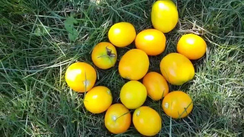 Caractéristiques de l'entretien des tomates à fruits jaunes