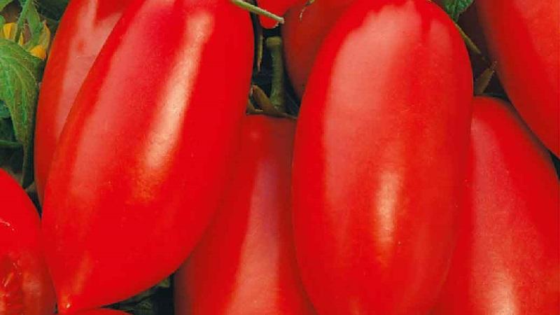 Un cadeau pour les jardiniers débutants - la navette de tomates est sans prétention dans les soins et riche en récolte