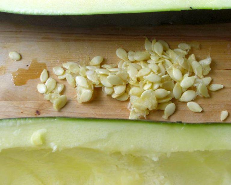 Les avantages et les inconvénients des graines de courgettes: nous utilisons le produit conformément à toutes les règles pour ne pas nuire à la santé