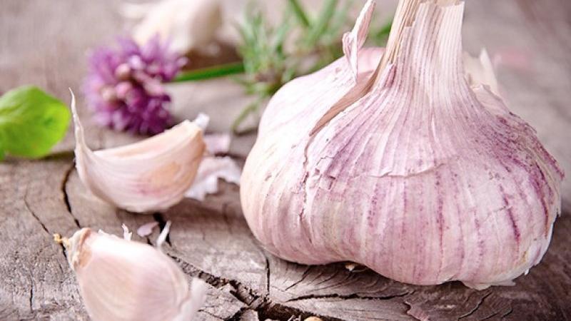 Un guide pratique pour faire pousser de l'ail en serre: une technique de jardiniers expérimentés