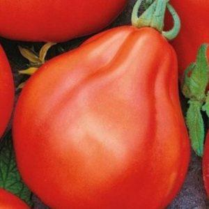 Nous cultivons une riche récolte de tomates sucrées et juteuses: tomate truffe rouge - caractéristiques et description de la variété