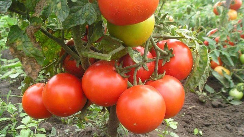 Évaluation des 15 meilleures variétés de tomates à croissance basse pour les serres: choisissez la bonne à tous égards