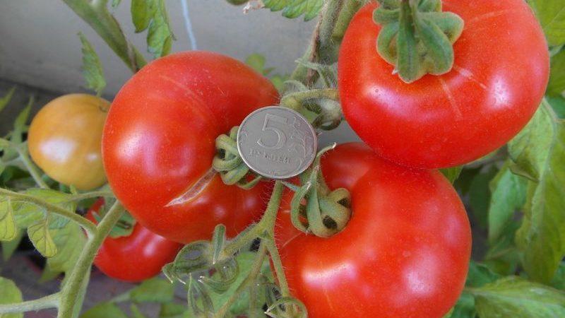 Évaluation des 15 meilleures variétés de tomates à croissance basse pour les serres: choisissez la bonne à tous égards
