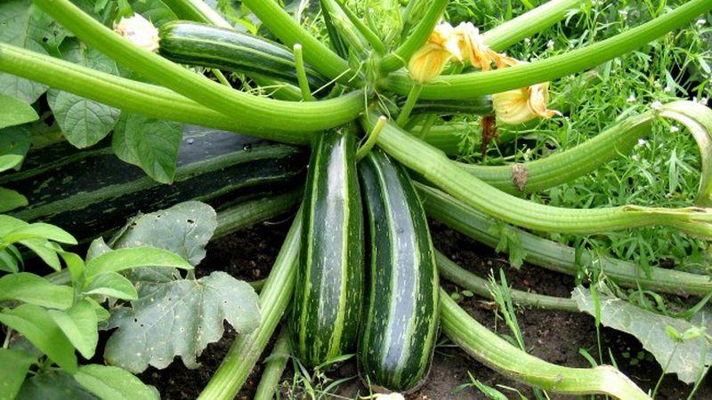 Nous sauvegardons la récolte jusqu'au printemps: comment conserver correctement les courgettes pour l'hiver et quelles conditions doivent être créées pour les légumes