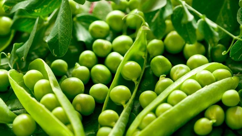 Nous conservons le goût et les propriétés utiles tout au long de l'année: gousses de pois - recettes pour l'hiver de ménagères expérimentées