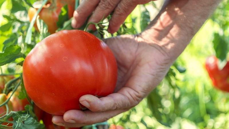 Top 20 des meilleures variétés de tomates super précoces pour les grands espaces: choisir la bonne ensemble