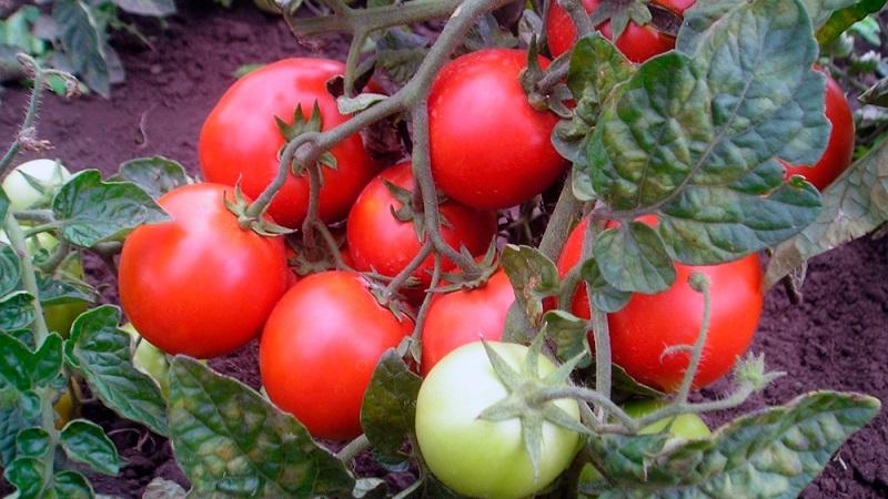 Top 20 des meilleures variétés de tomates super précoces pour les grands espaces: choisir la bonne ensemble