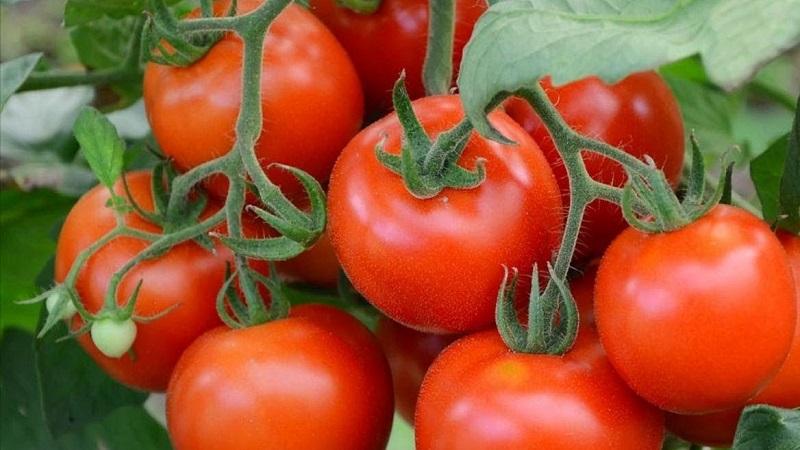 Top 20 des meilleures variétés de tomates super précoces pour les grands espaces: choisir la bonne ensemble