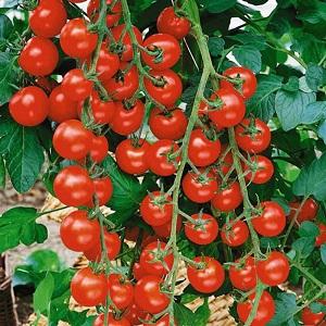 Top 20 des meilleures variétés de tomates super précoces pour les grands espaces: choisir la bonne ensemble
