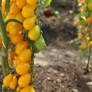 Top 20 des meilleures variétés de tomates super précoces pour les grands espaces: choisir la bonne ensemble